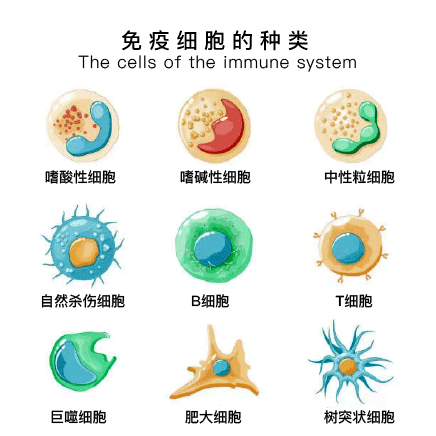 免疫细胞的种类.png