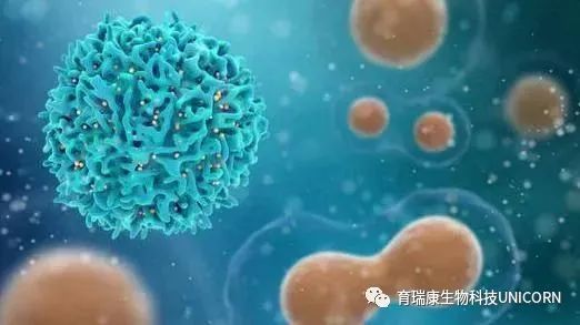 免疫系统的T细胞作用