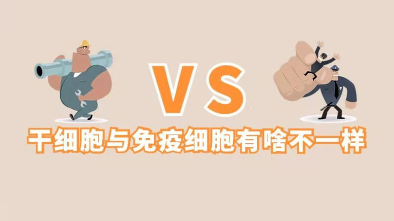 干细胞vs免疫细胞：身体里的「装修队」和「保洁队」